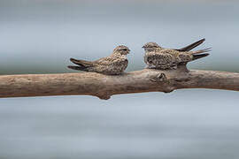 Sand-colored Nighthawk