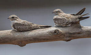 Sand-colored Nighthawk