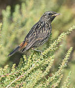 Bluethroat