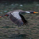 Cormoran de Gaimard