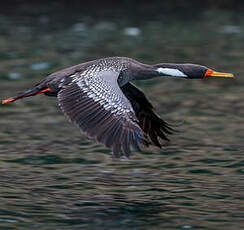 Cormoran de Gaimard