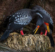 Cormoran de Gaimard