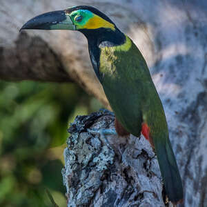 Toucanet de Reinwardt