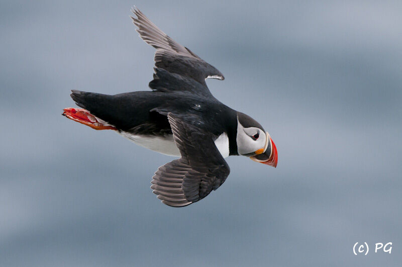 Atlantic Puffin