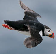 Atlantic Puffin