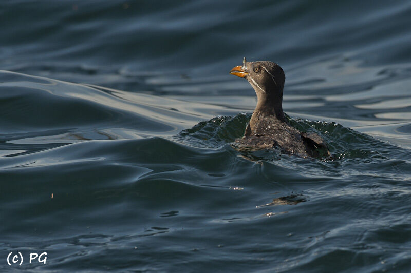 Rhinoceros Auklet