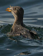 Rhinoceros Auklet