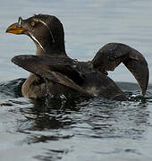 Rhinoceros Auklet