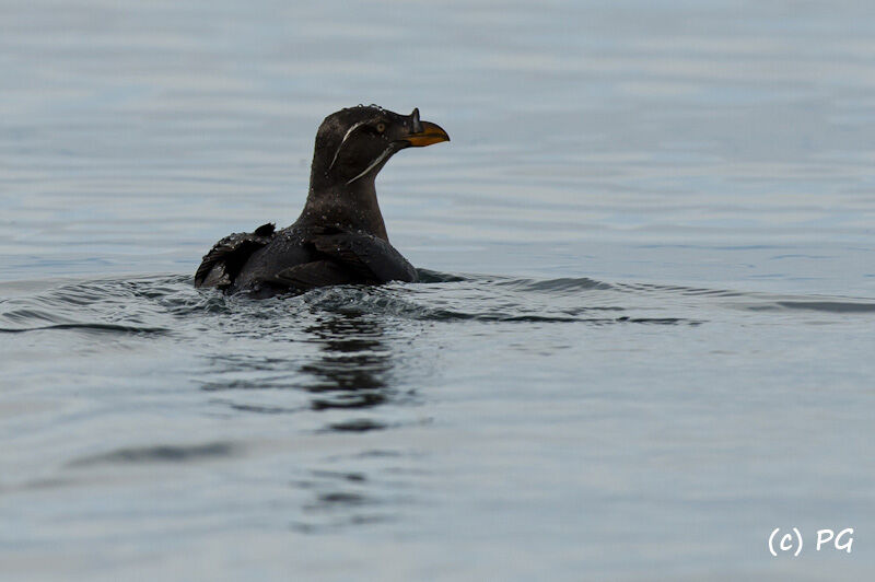 Rhinoceros Auklet