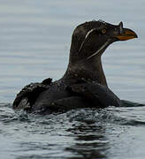 Rhinoceros Auklet