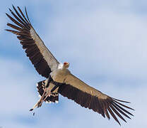 Secretarybird