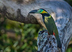 Golden-collared Toucanet