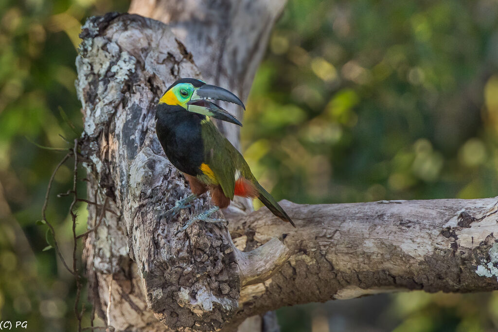 Golden-collared Toucanetadult