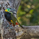 Toucanet de Reinwardt