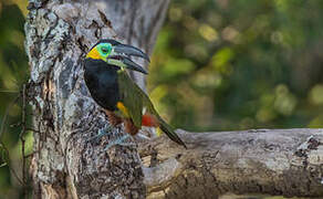 Golden-collared Toucanet