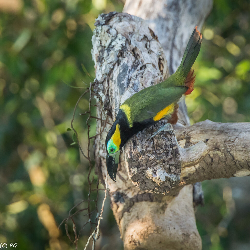 Toucanet de Reinwardtadulte, parade