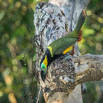 Toucanet de Reinwardt