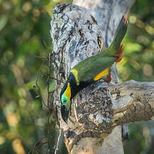 Toucanet de Reinwardt