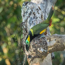 Toucanet de Reinwardt