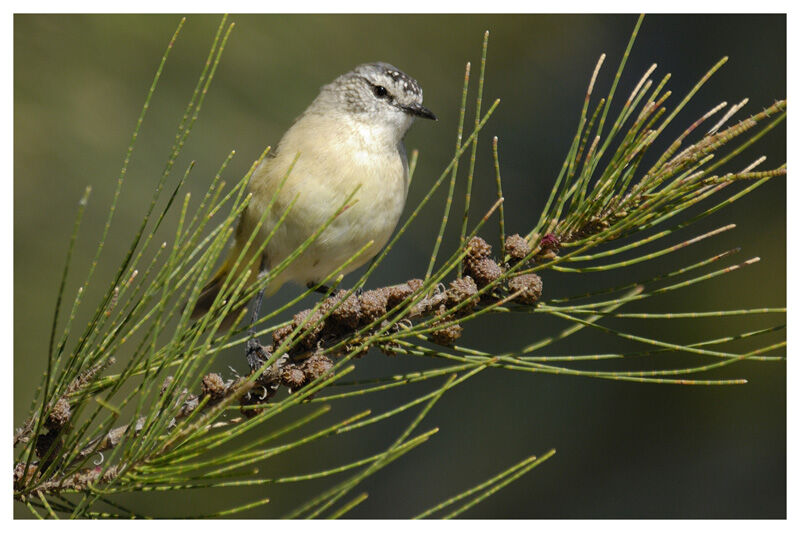 Yellow-rumped Thornbilladult