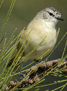 Yellow-rumped Thornbill