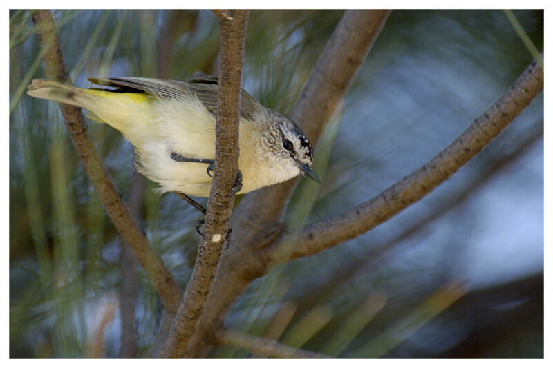 Yellow-rumped Thornbilladult