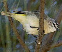 Yellow-rumped Thornbill