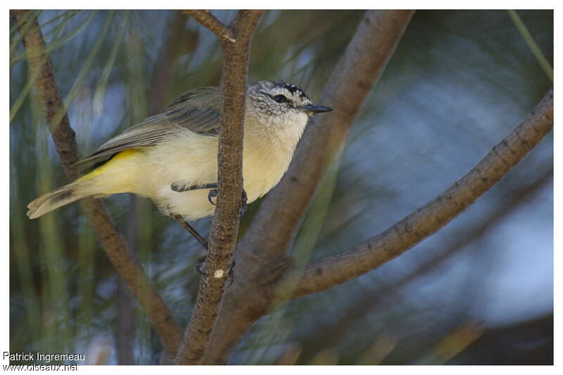 Yellow-rumped Thornbilladult