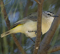 Yellow-rumped Thornbill