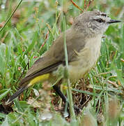 Yellow-rumped Thornbill