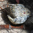 Acanthize mignon