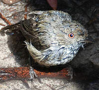 Brown Thornbill