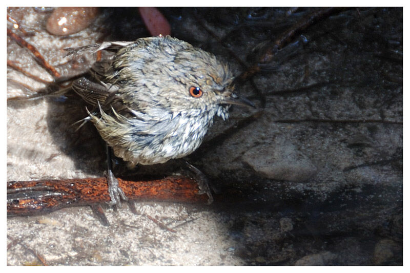 Brown Thornbill