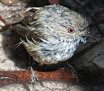 Brown Thornbill