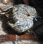 Brown Thornbill