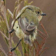 Yellow Thornbill