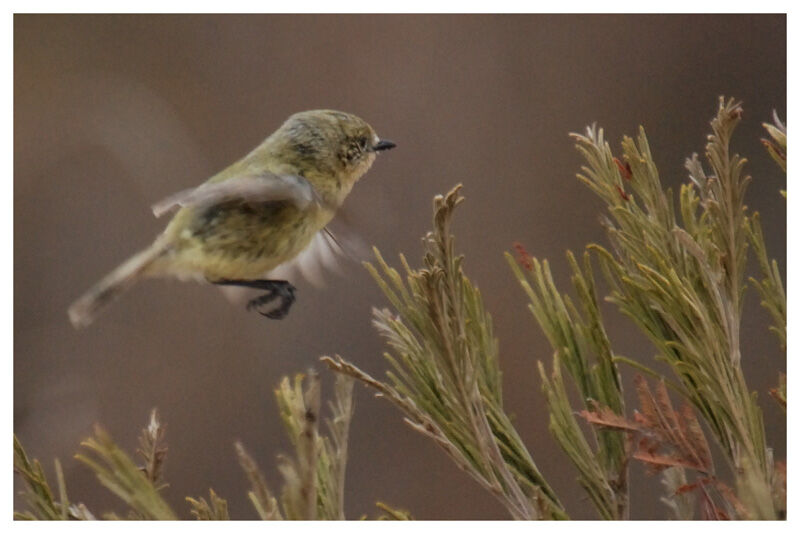 Yellow Thornbilladult