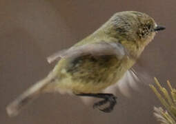 Yellow Thornbill