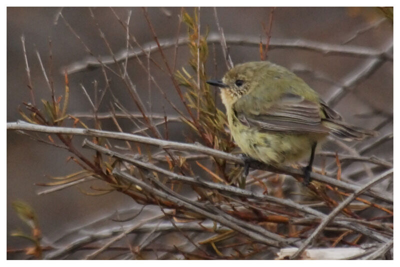 Yellow Thornbilladult