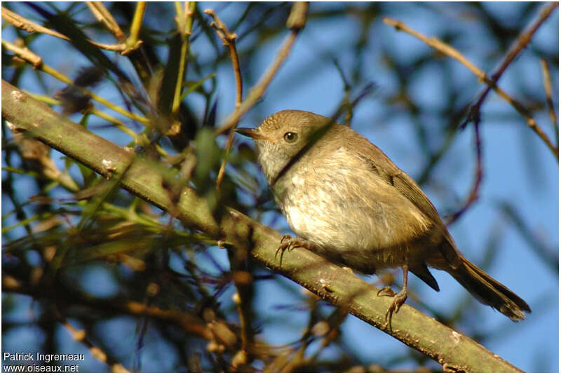 Western Thornbilladult, identification