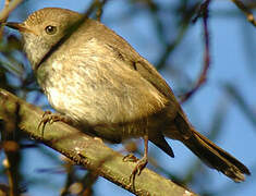 Western Thornbill