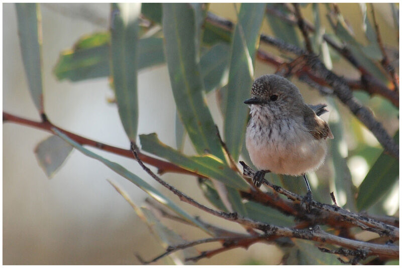 Acanthize troglodyteadulte