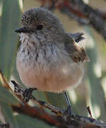 Inland Thornbill