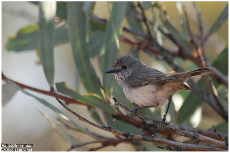 Inland Thornbilladult, identification