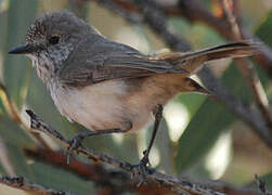 Inland Thornbill