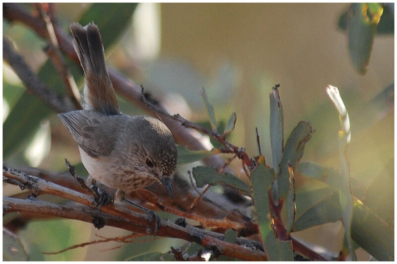 Acanthize troglodyteadulte