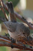 Inland Thornbill