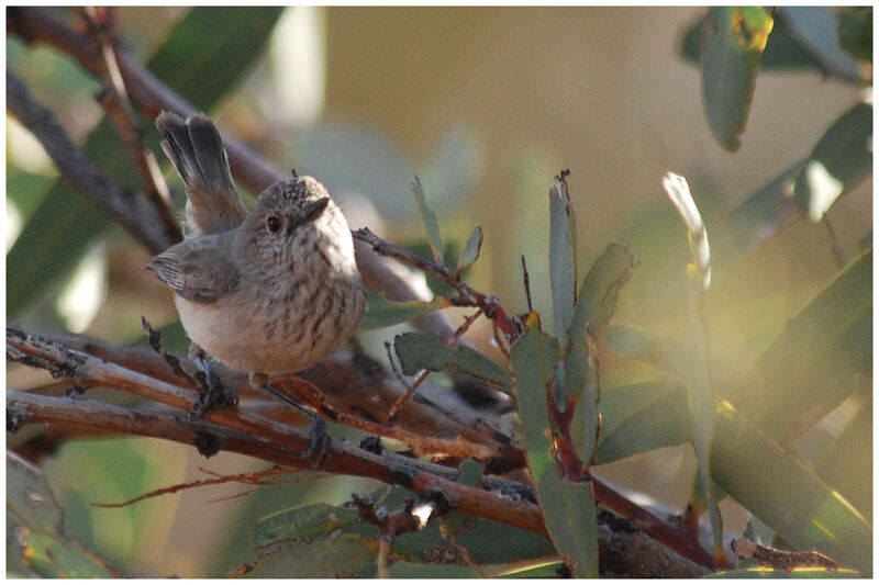 Inland Thornbilladult