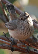 Inland Thornbill