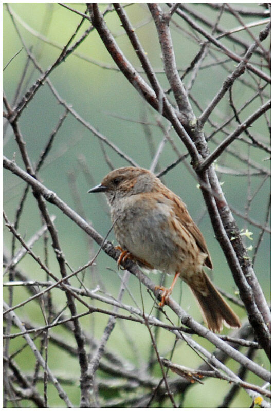 Dunnock